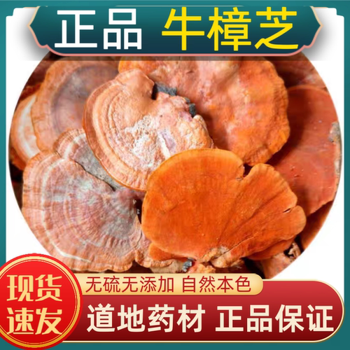 牛樟芝中药材牛樟芝正宗云南深山纯野生牛樟芝红栓菌红樟芝血灵芝