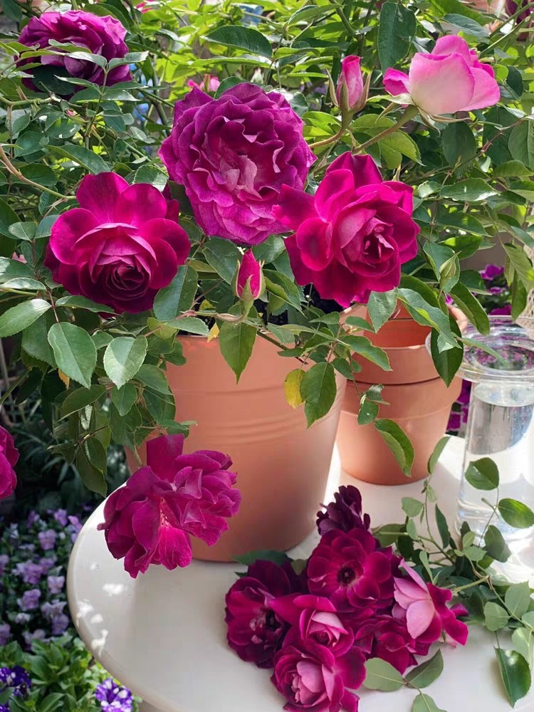 灌木月季  葡萄冰山多季开耐热勤花阳台庭院花卉盆栽绿植扦插苗