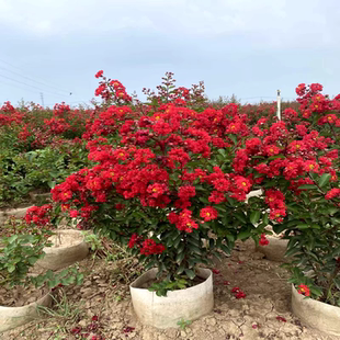 进口美国红火箭紫薇花丛生苗矮化盆景庭院植物四季开天鹅绒紫薇桩