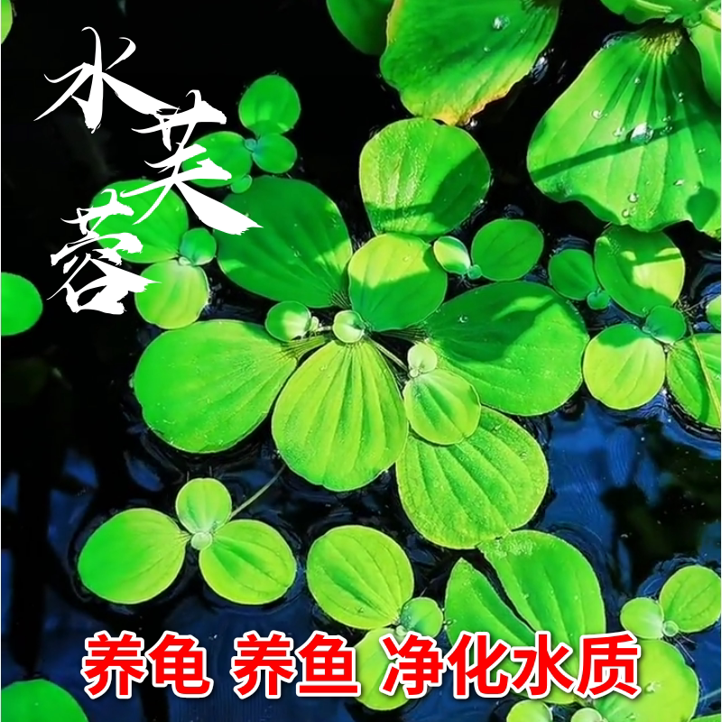 水芙蓉水葫芦水浮莲浮萍水草植物水生养龟养鱼养殖用品造景缸