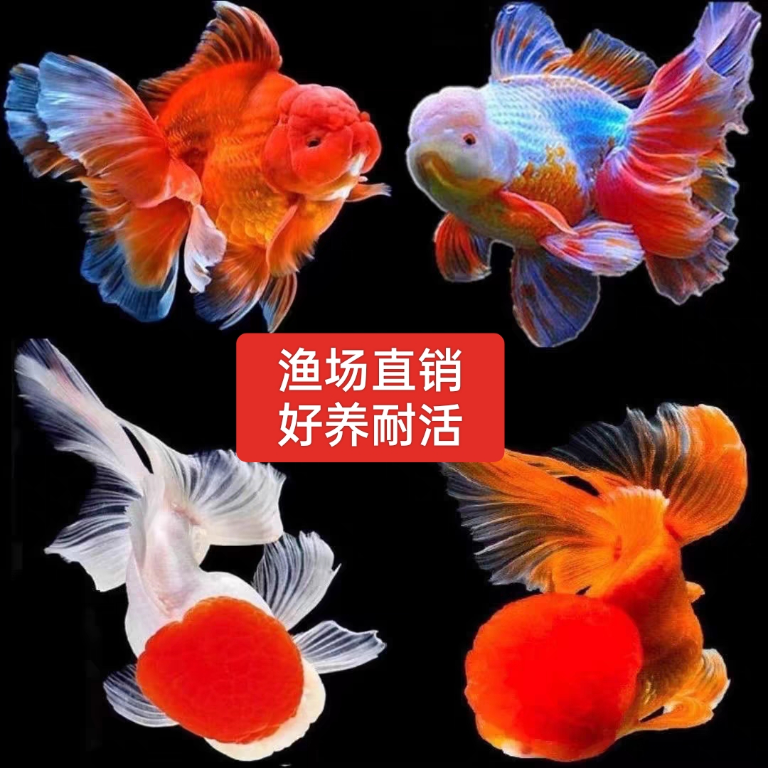 冷水观赏鱼狮子头金鱼活