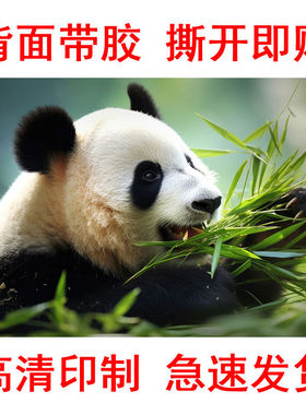 可爱治愈熊猫国宝海报图片壁画自粘装修装饰画背景墙贴贴纸