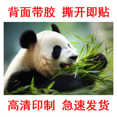 可爱治愈熊猫国宝海报图片壁画自粘装修装饰画背景墙贴贴纸