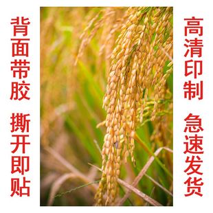 金色稻田自粘装饰画麦田丰收背景墙贴玄关正对门贴纸壁画海报图片