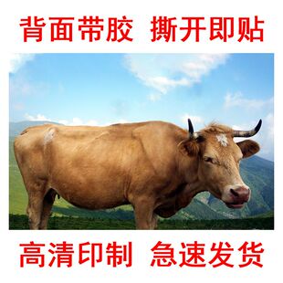 老黄牛贴画公牛母牛海报水牛奶牛贴画客厅书房背景墙贴装饰画自粘