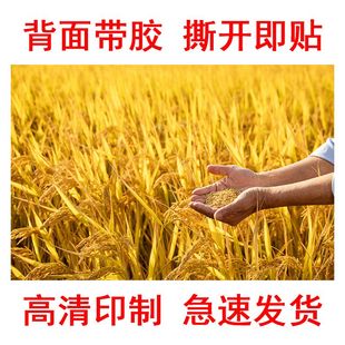 金色稻田大丰收风景画田园风光五谷丰登图餐厅饭店粮油店背景墙贴