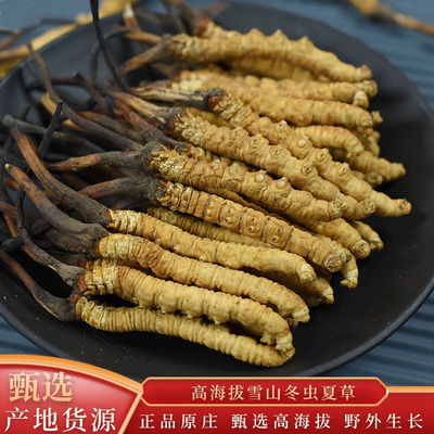 那曲虫草干虫草正品西藏冬虫夏草干货中老年传统滋补冬蟲夏草批发