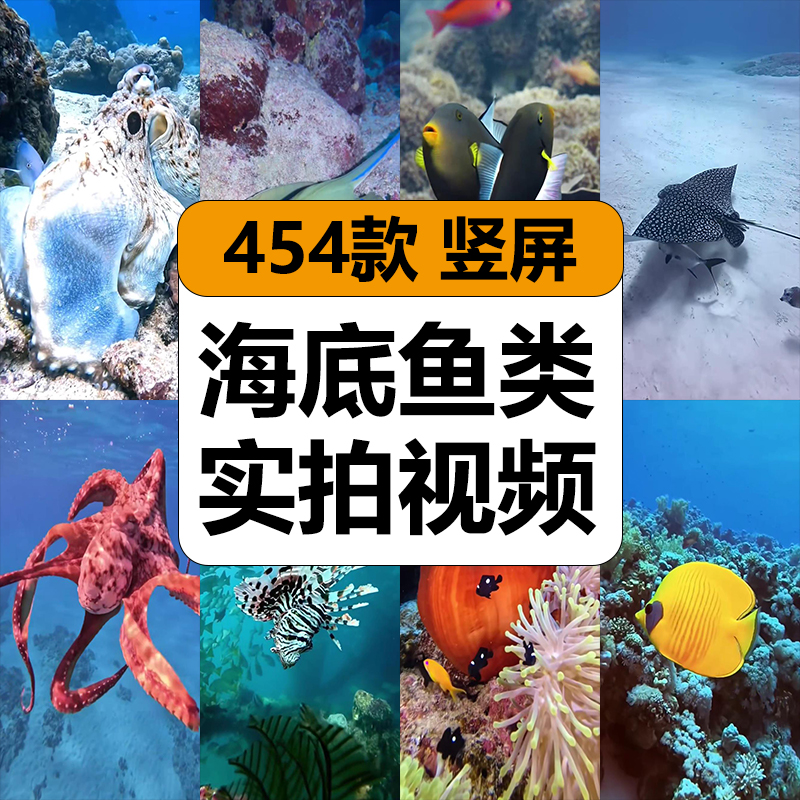 海底鱼类实拍海洋生物珊瑚海鱼风景风光高清竖屏短视频混剪辑素材