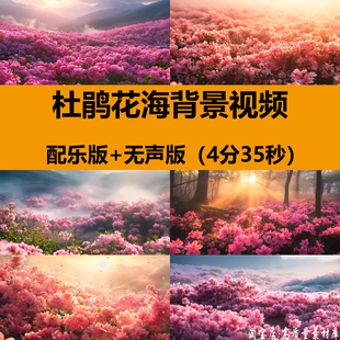 4K高清杜鹃花海花朵盛开放春暖花开舞台LED大屏幕背景视频VJ素材