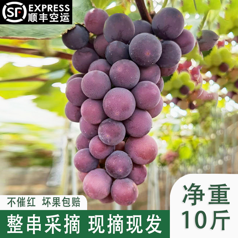 浦江巨峰葡萄新鲜现摘整串孕妇水果农家自种纯甜浦农巨峰