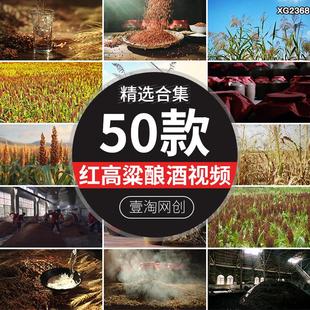 红高粱地种植农作物粮食成熟酒窖发酵酿酒白酒高清短视频剪辑素材
