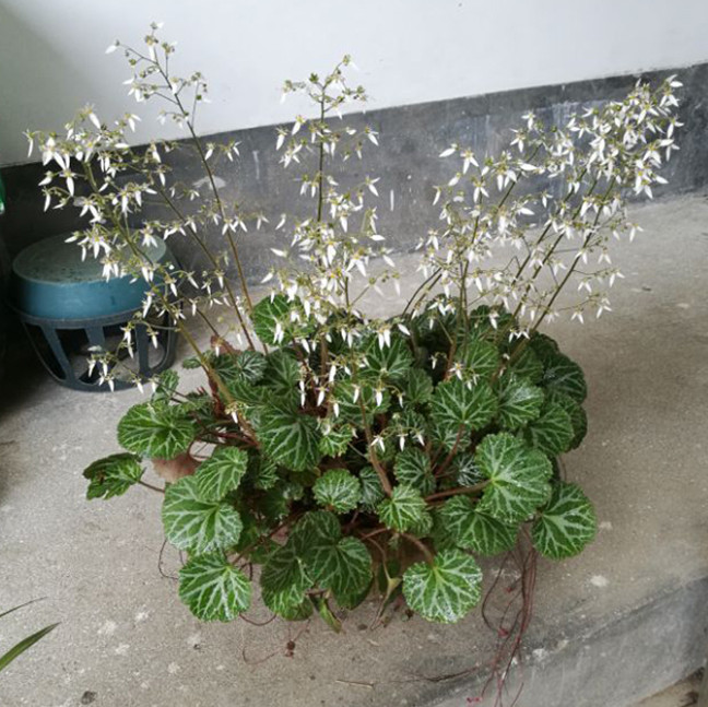 虎耳草四季常青盆栽阳台花卉吊金钱金丝荷叶桌面绿植室内净化空气