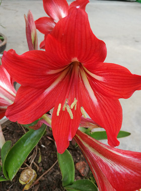 国产朱顶红红色球茎对子莲南君子兰 室内盆栽 盆景净化空气