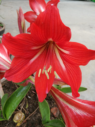 朱顶红球茎鲜花绿植塞内室外