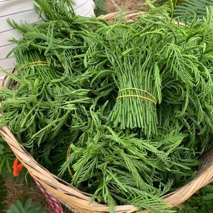 云南臭菜羽叶金合欢德宏傣族绿叶宴帕哈炒鸡蛋重口味蔬菜新鲜