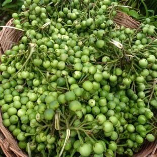 云南德宏新鲜特产小苦子苦茄苦果子油煎泰国蔬菜苦水野生野菜泰式