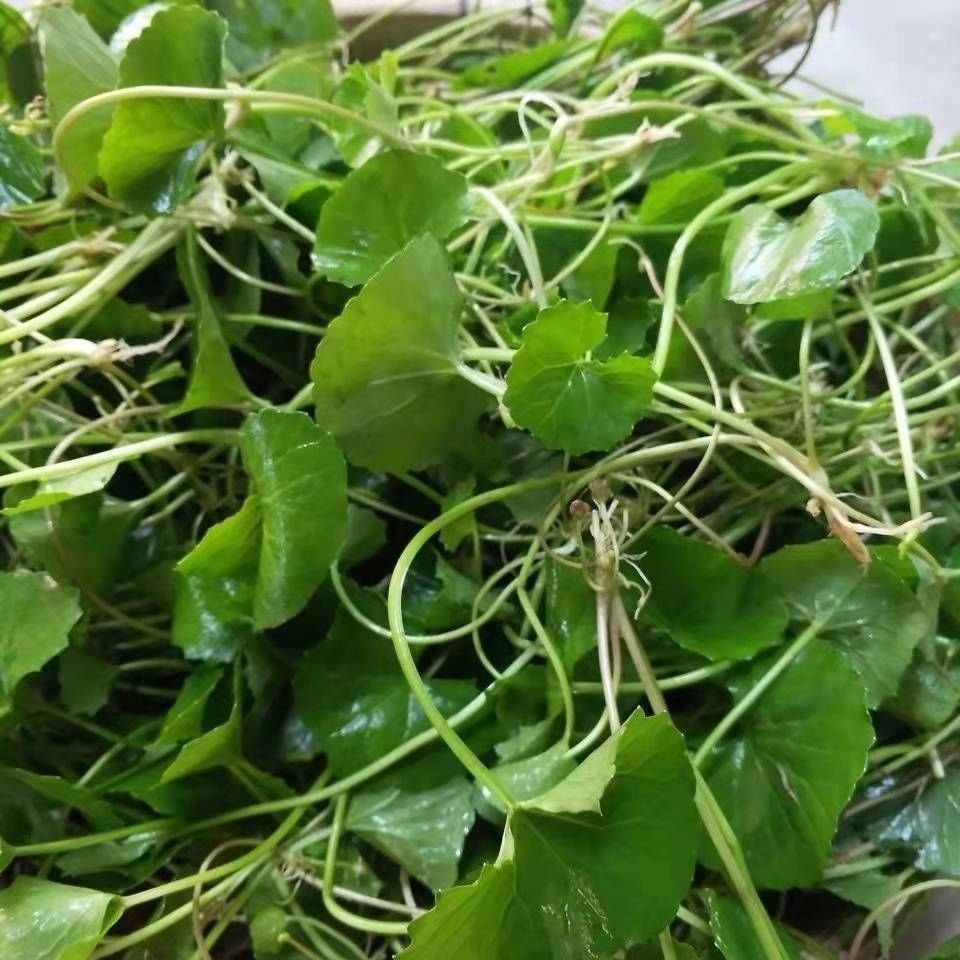 云南马蹄草水莲叶野生马蹄叶马蹄菜野苦菜 凉拌菜 煮肉圆子包邮