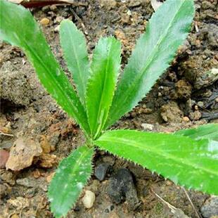 云南德宏带根老缅芫荽 新鲜蔬菜阿佤芫荽 傣家凉拌配料可种植种苗