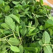 云南新鲜留兰香薄荷装 饰食用泡茶调酒莫吉托奶茶店专用商用薄荷叶