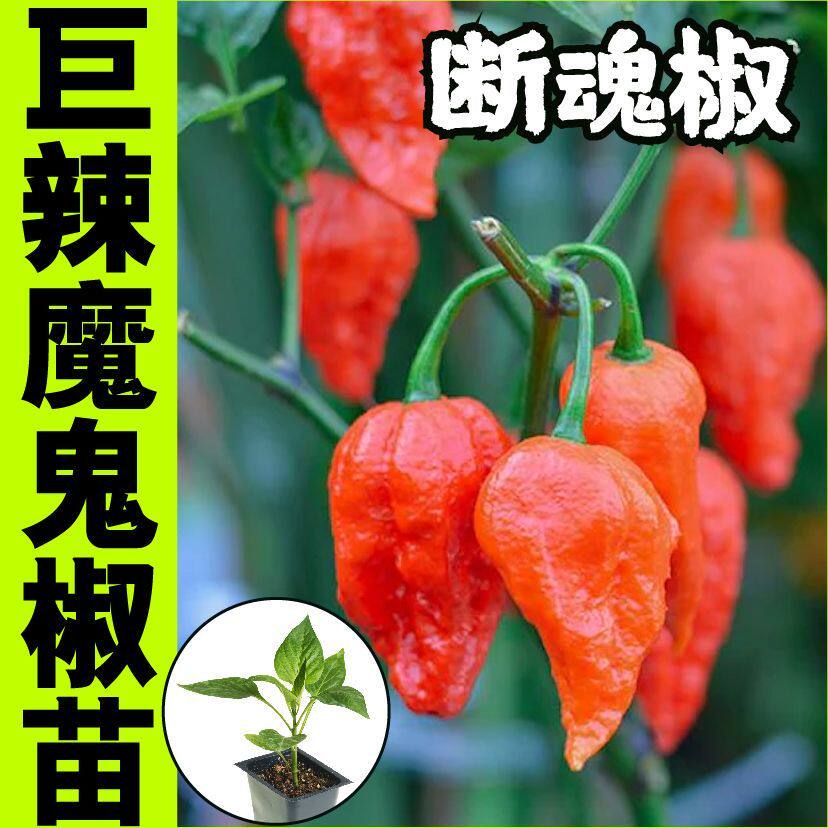 印度巨辣红魔鬼辣椒苗秧带土球断魂椒红黄魔鬼椒种子四季阳台盆栽