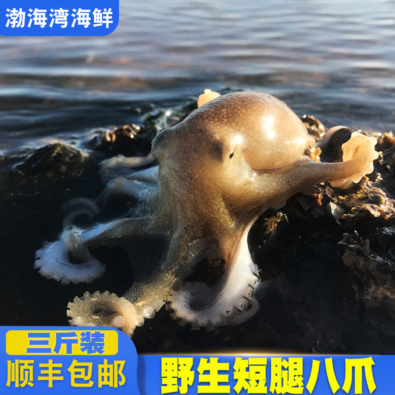 鲜生迷你乌贼水产八带顺丰小章鱼