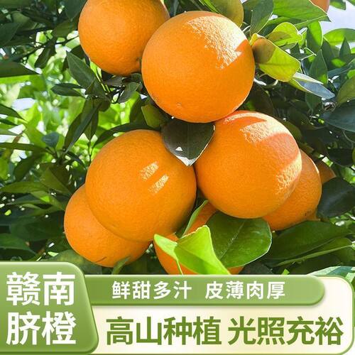 【精品】正宗赣南脐橙新鲜赣州橙子江西甜橙水果果冻鲜橙批发包邮