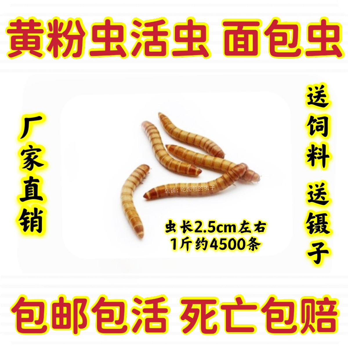 黄粉虫活虫面包虫鲜活体饲料包邮