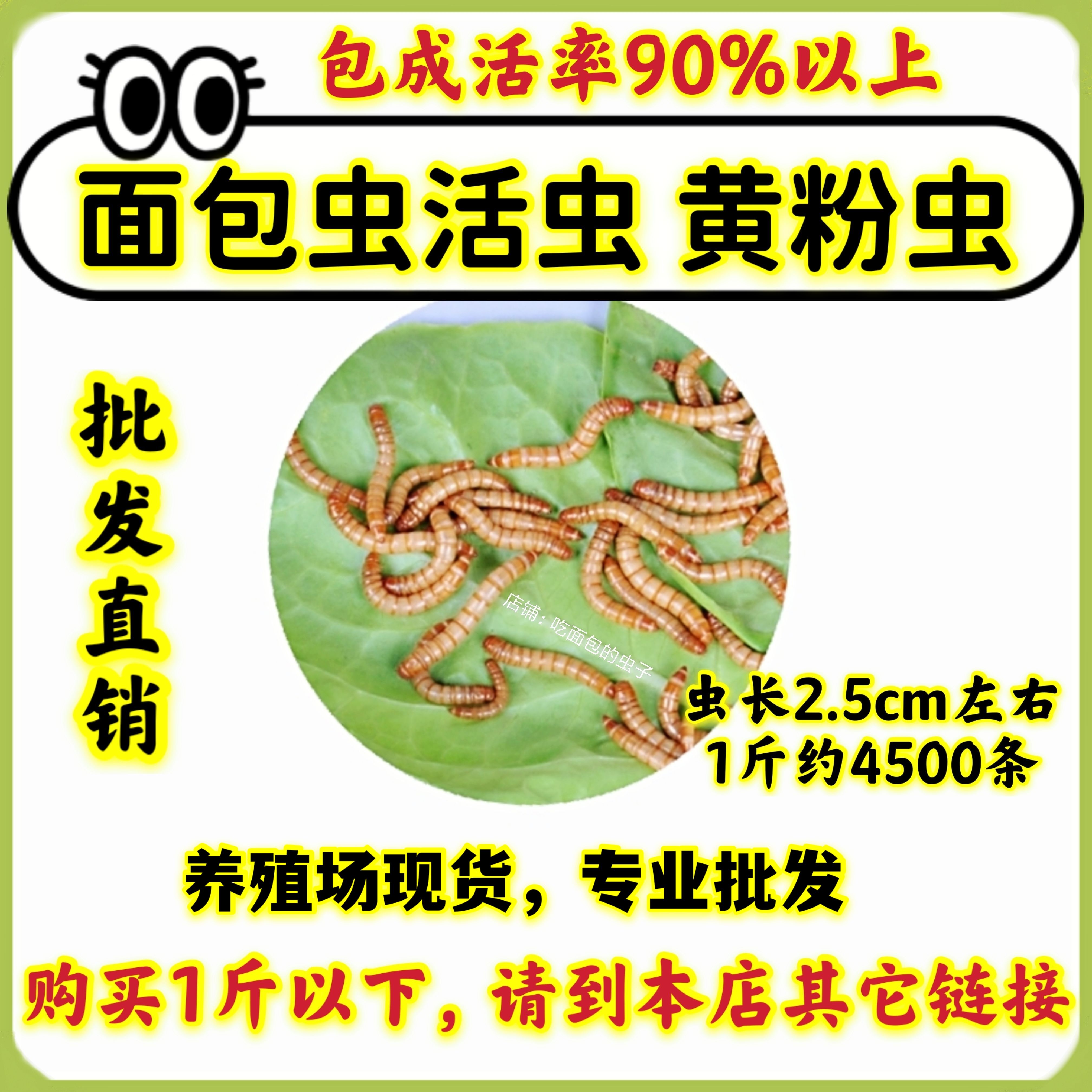 面包虫活虫黄粉虫活体包鲜活包邮