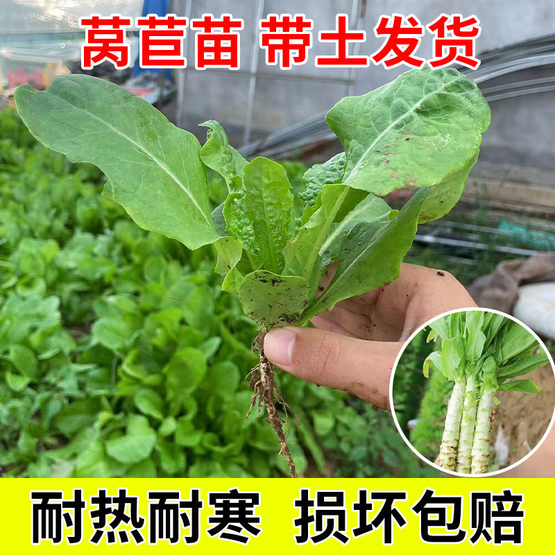 莴苣苗蔬菜苗耐寒庭院种植