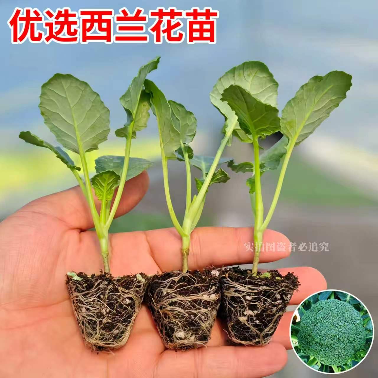 正宗西兰花苗带土球耐寒秧苗