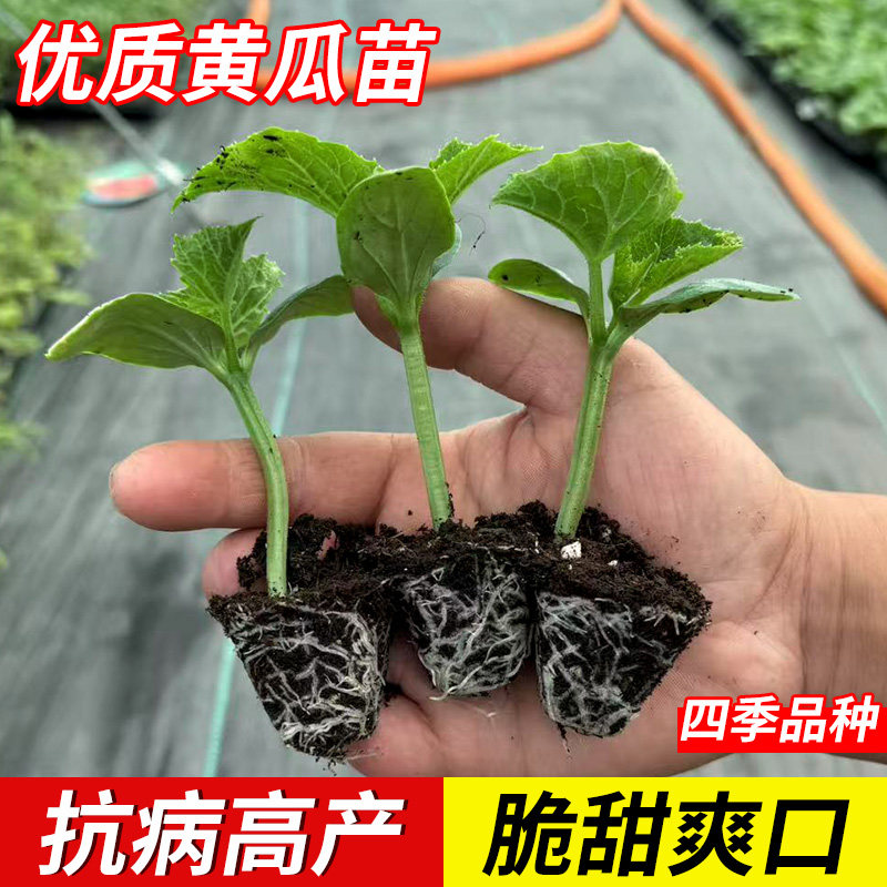 高产密刺大黄瓜苗水果黄瓜青瓜旱球小蔬菜春秋菜苗抗病秧苗大全