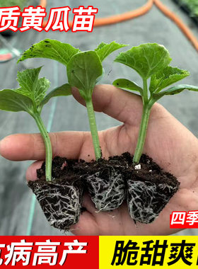 思梦春夏秋种植黄瓜苗包邮到家