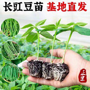 高产无架四季豆苗长豇豆苗豆角苗阳台种植菜油豆角苗秧苗蔬菜苗