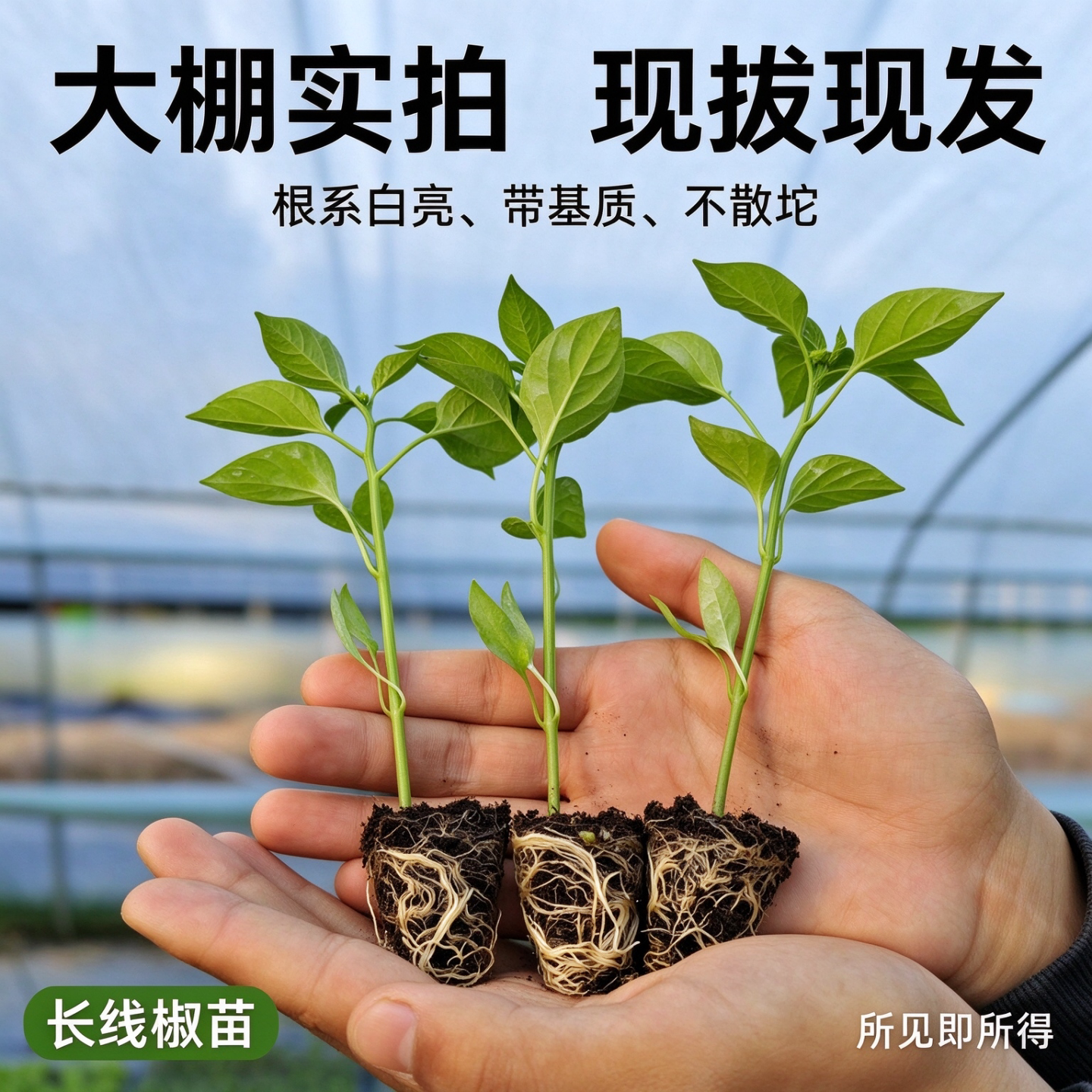 蔬菜苗长线椒辣椒茄子高产西红柿苗幼苗四季盆栽阳台番茄种苗秧苗