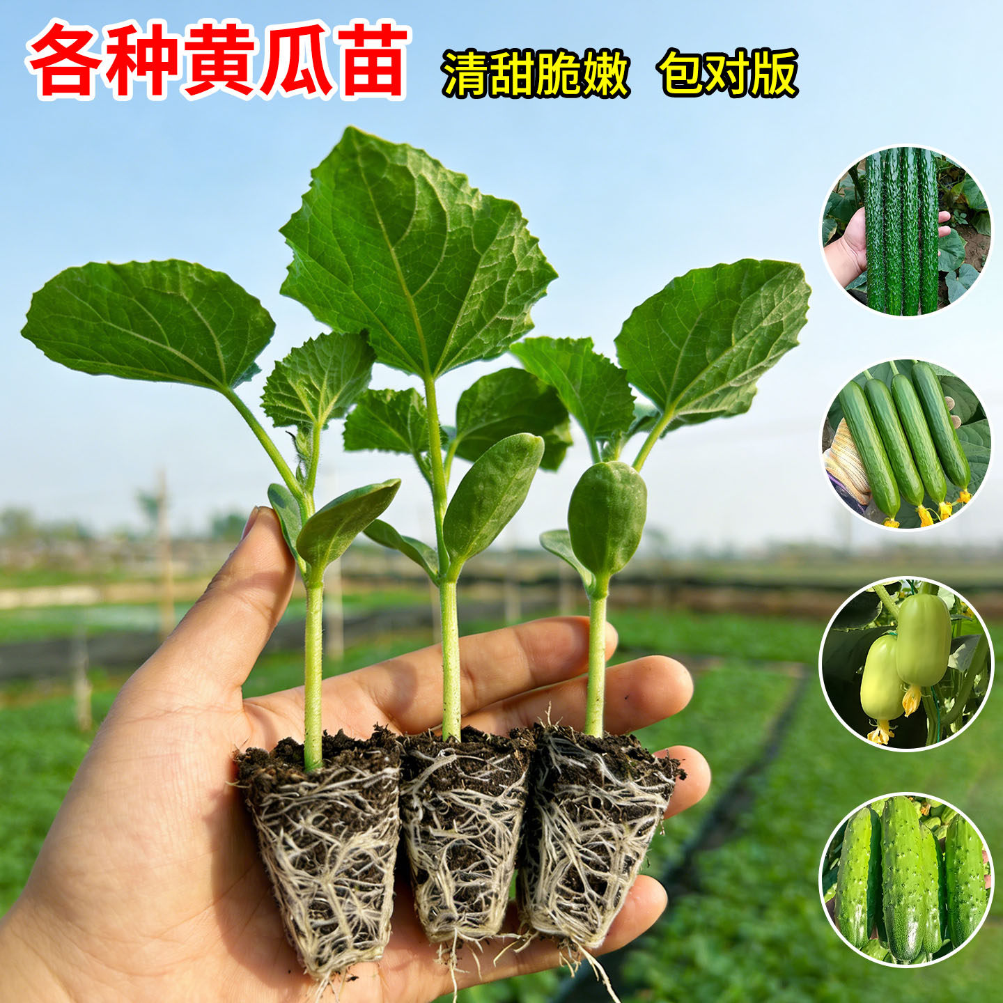 高产黄瓜苗玉女老品种密刺水果旱黄瓜秧苗带土球种植爬藤蔬菜苗