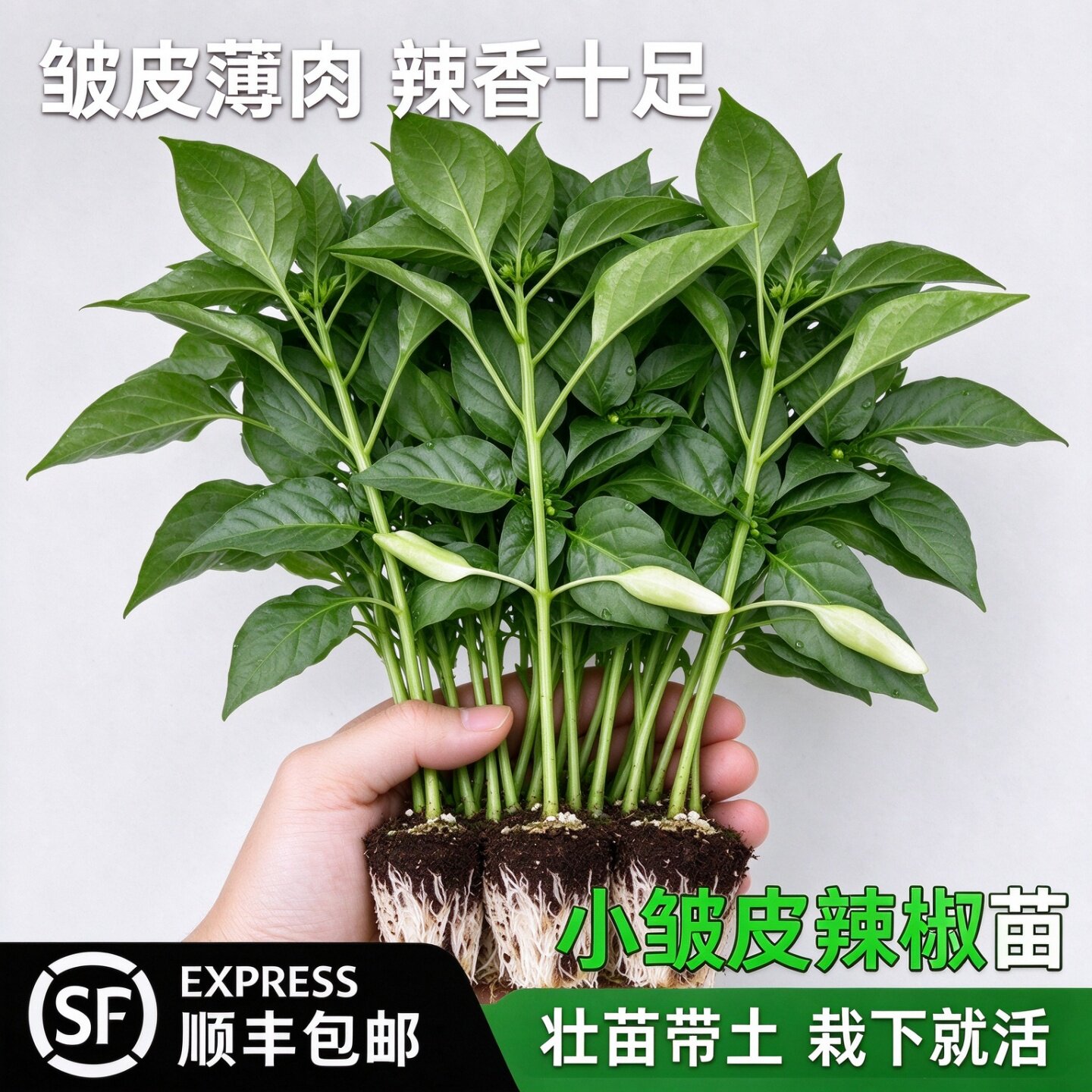 高产辣椒苗小皱皮螺丝椒大青线椒甜椒苗特辣朝天椒薄皮番茄蔬菜苗