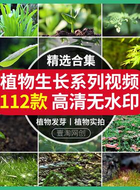 绿色植物实拍蒲公英开花空镜头雨露森林大自然发芽生成长视频素材