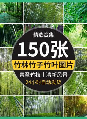 竹林竹子竹叶子绿色小清新青翠植物背景自然风景摄影JPG图片素材