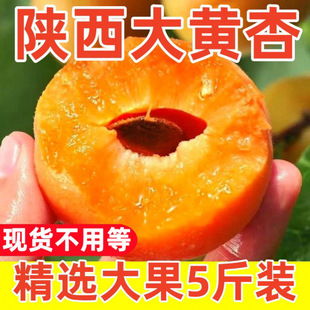 甜杏子大黄杏新鲜水果农家自产现摘现发孕妇营养汁多水甜商超品质