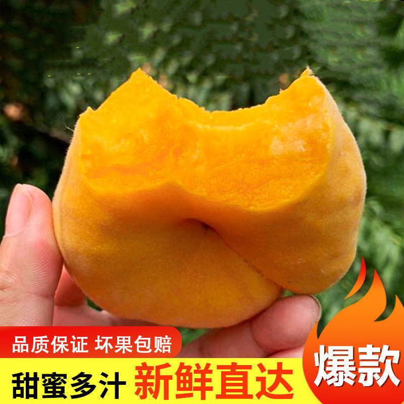 陕西蟠桃大黄番桃渭南大荔多汁黄桃