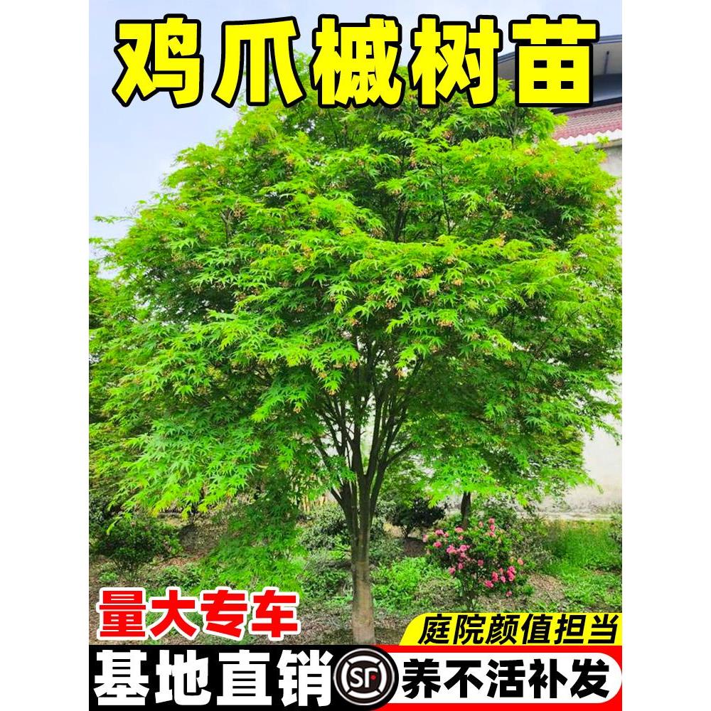鸡爪槭树苗造型树盆栽大树小叶盆景庭院老桩原生红枫四季绿化苗木