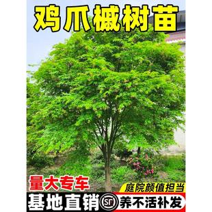 鸡爪槭树苗造型树盆栽大树小叶盆景庭院老桩原生红枫四季绿化苗木