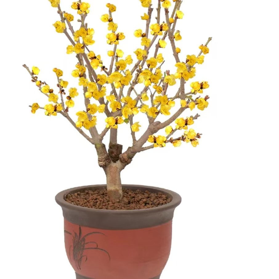 腊梅花树苗浓香素心腊梅盆栽老桩盆景地栽庭院室内外红梅花卉绿植