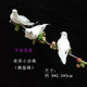 迷你型小白鸽子拇指鸽白鸟羽毛鸟微景观园艺花卉盆景配饰摆件