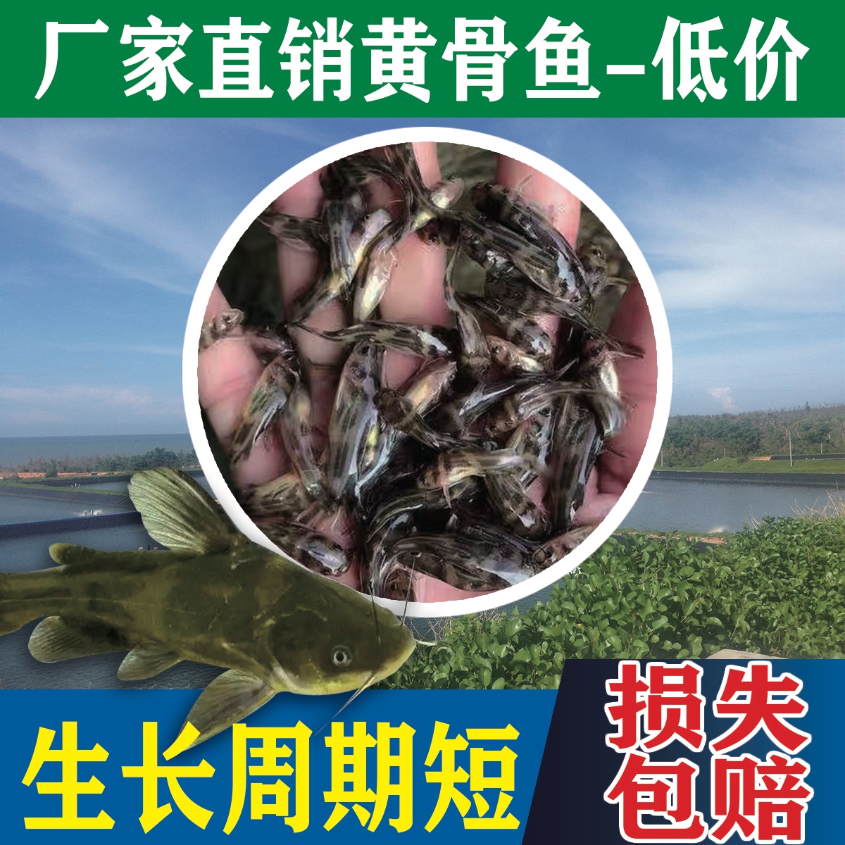 鱼苗活体黄辣丁淡水养殖