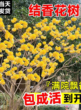 结香花树苗盆栽迎春花室外庭院梦花打结花黄瑞香园林花卉植物大苗