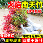 南天竹土培盆栽红叶火焰树苗老桩室内外庭院真绿植带根造景蓝天竹