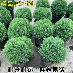 皮球松盆栽雾松皮球柏树苗四季常青庭院阳台植物球形植物耐寒绿植