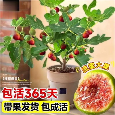 特大无花果树果苗带果子盆栽水果苗波姬红