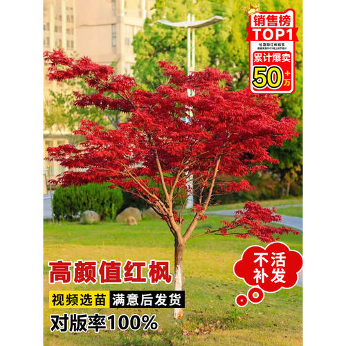 日本红枫树苗四季老桩盆栽